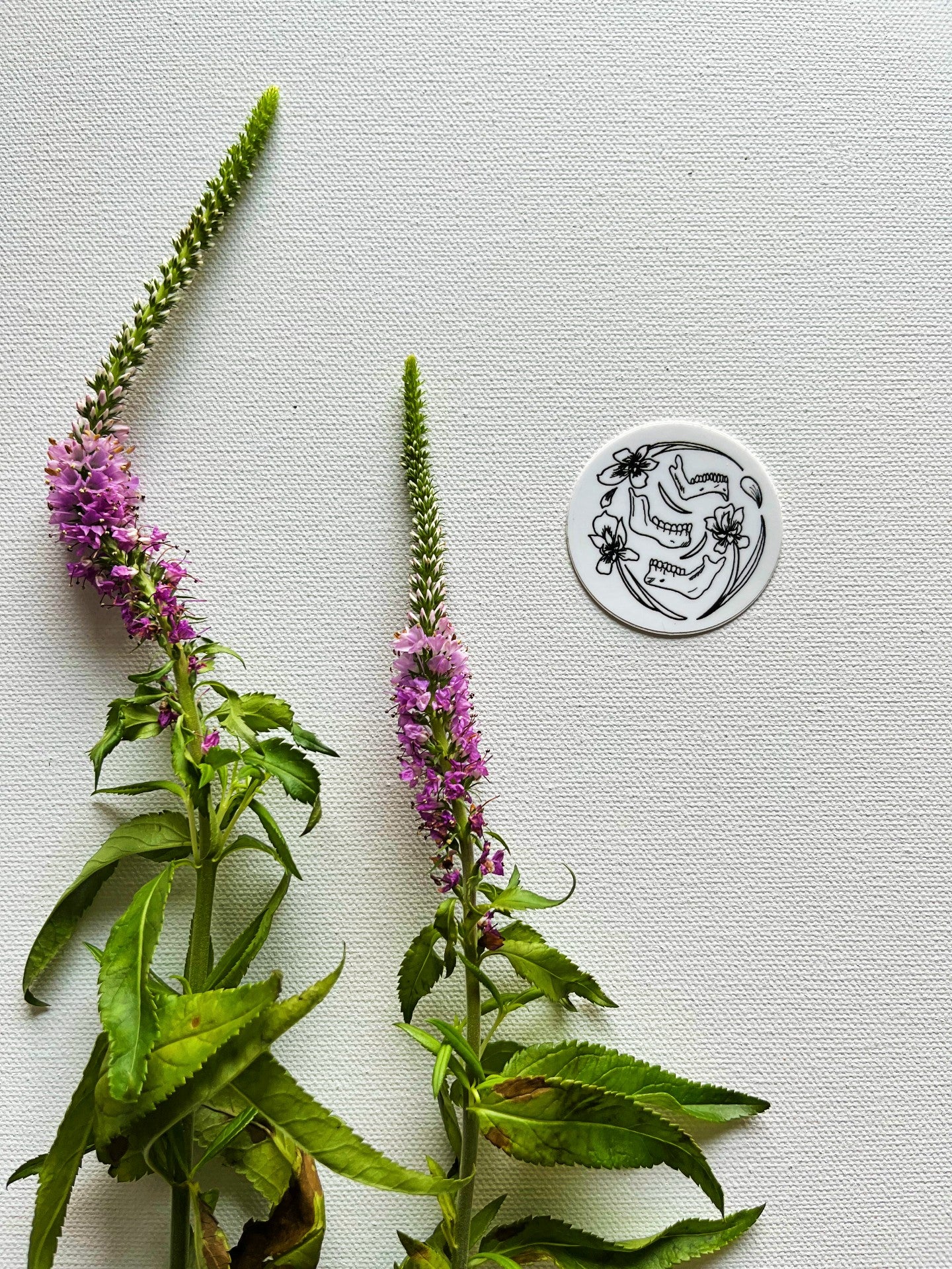 Irises and Jawbone Vinyl Sticker