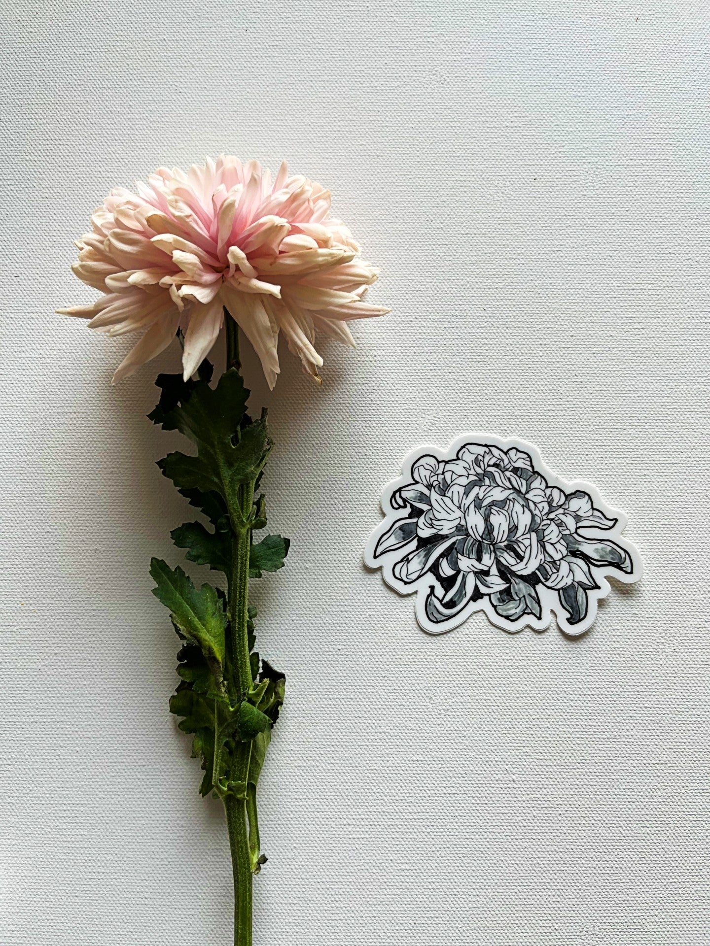 Chrysanthemum Vinyl Sticker